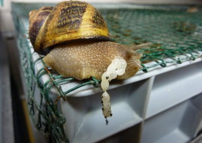 Escargots en pleine ponte la Coquille du Gourmet