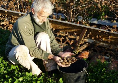 Récolte des Gros-Gris la Coquille du Gourmet